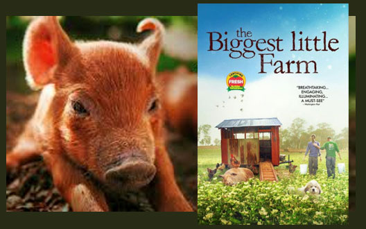 The Biggest Little Farm