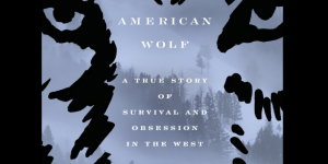 Read more about the article American Wolf