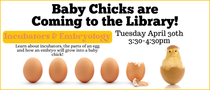Baby Chick are coming to the library Tuesday April 30th 3:30-4:30pm