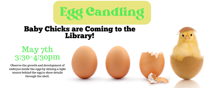 Egg candling May 7th 3:30 - 4:30pm. Observe the growth of embryos inside chicken eggs