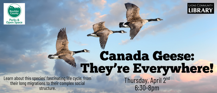 Canadian geese Canadian Geese They're Everywhere 4/2 630pm-8pm